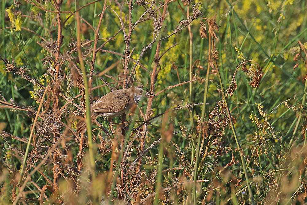 Paddyfield Warbler